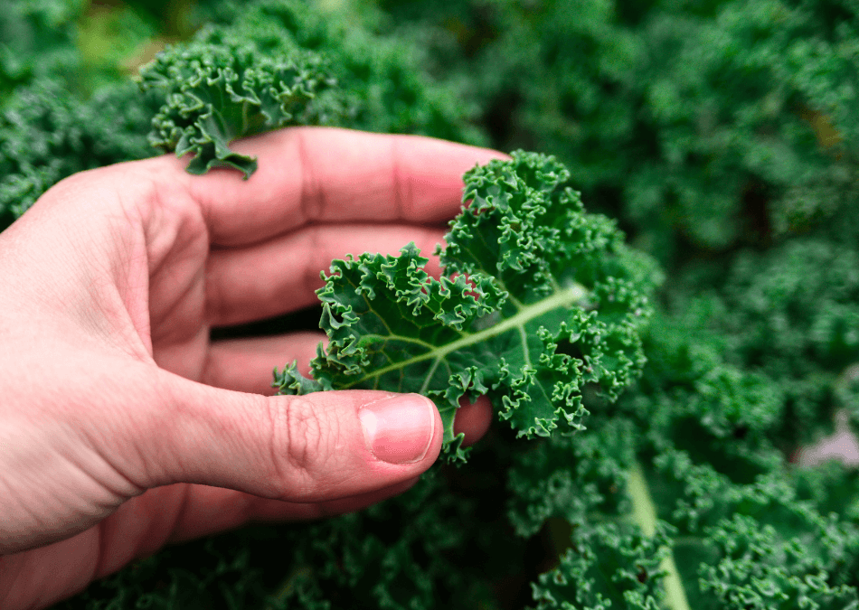 Brassica oleracea var. acephala