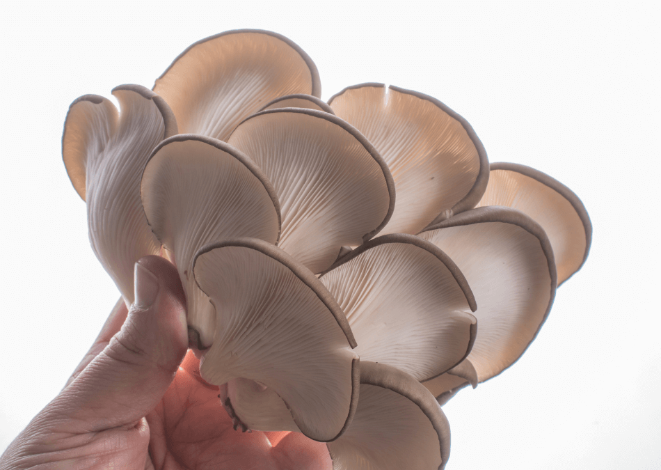 pleurotus ostreatus lamele