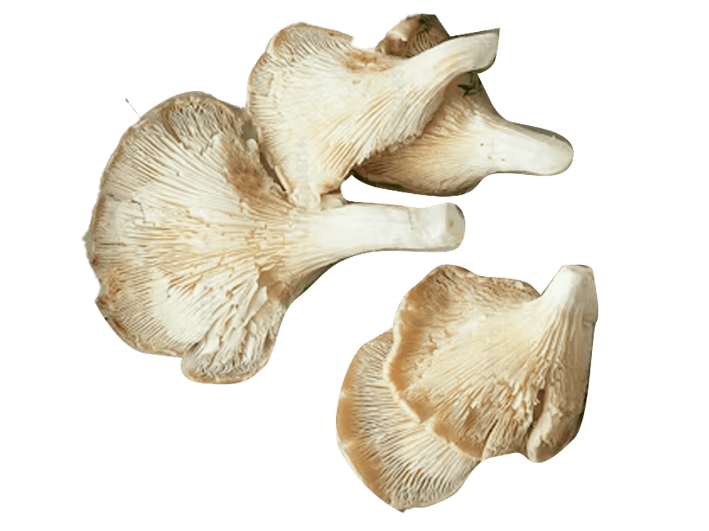 BIO 
Ciuperci pleurotus
