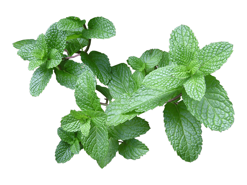 Fotografie BIO Menta Fotografie BIO Menta